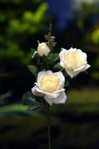 Creme-Hybrid-Teerosen-Spray