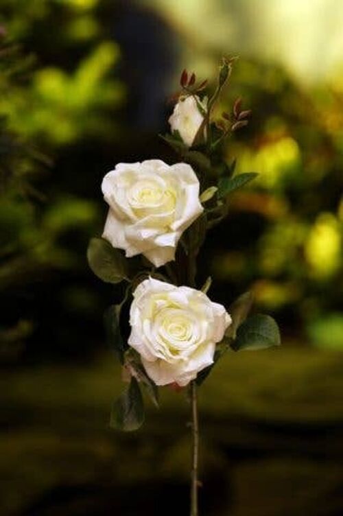 White Hybrid Tea Rose Spray