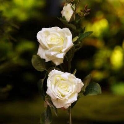 White Hybrid Tea Rose Spray