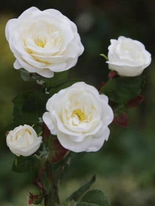 Ivory Spray Small Old English Roses x 4 Heads