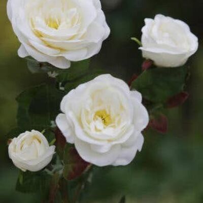 Petites roses anglaises anciennes en ivoire x 4 têtes