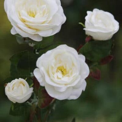 Ivory Spray Small Old English Roses x 4 Heads