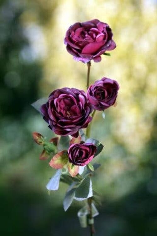 Dark Red Spray Small Old English Roses x 4 Heads