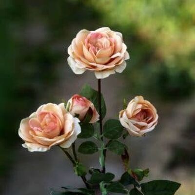 Albicocca spray piccole rose inglesi antiche x 4 teste