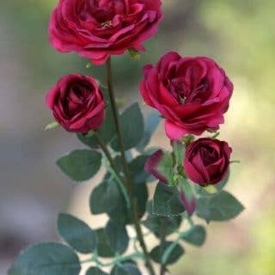 Red Spray Piccole Rose Inglesi Antiche x 4 Teste