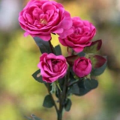 Dark Pink Spray Small Old English Roses x 4 Heads