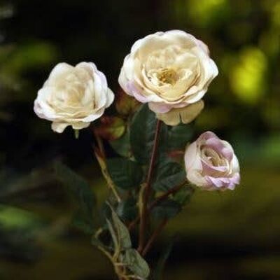 Vintage rosa spray piccole rose inglesi antiche x 4 teste