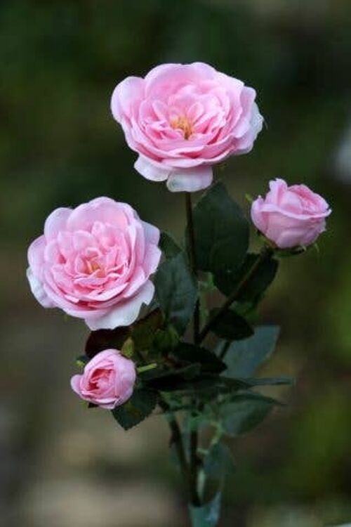 Pale Pink Spray Small Old English Roses x 4 Heads