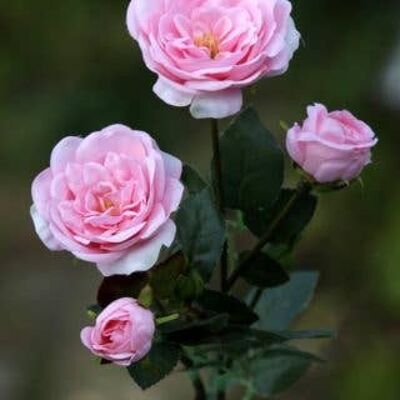 Petites roses anglaises anciennes en spray rose pâle x 4 têtes