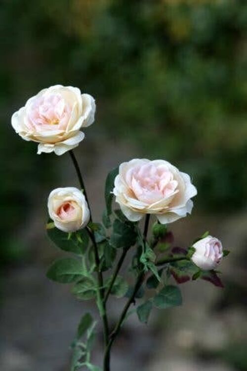 Pale Apricot Spray Small Old English Roses x 4 Heads