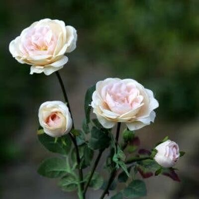 Pale Albicocca Spray Piccole Rose Inglesi Antiche x 4 Teste