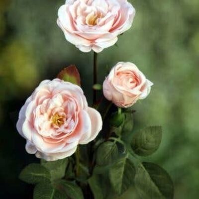 Rosas en aerosol inglesas antiguas Blush Pink