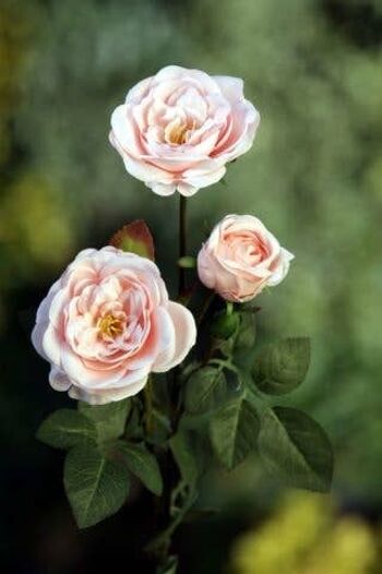Roses branchues Old English Blush Pink