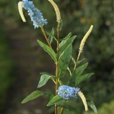 Salvia Blue