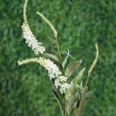 Salvia White