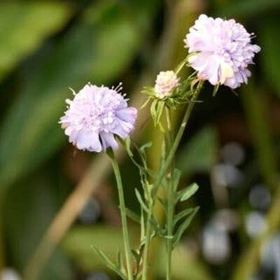 Lilac Scabious