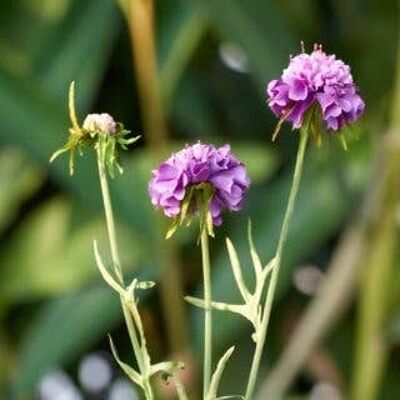 Malva escabiosa