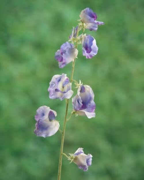 Lilac Sweet Pea