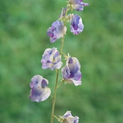 Faux Lilac Sweet Pea