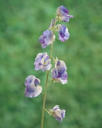 Pois de senteur faux lilas 1