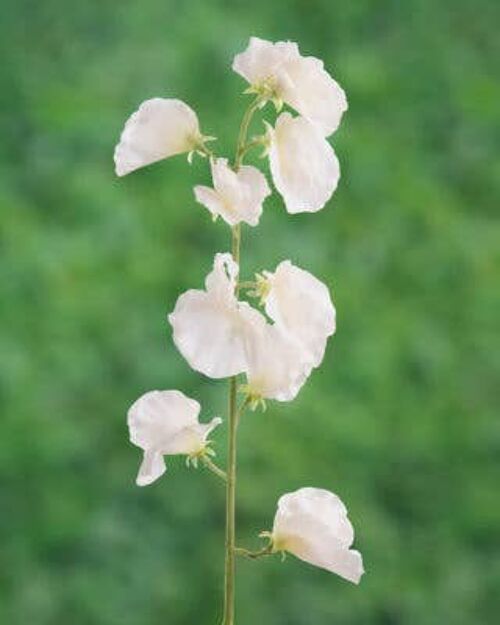 White Sweet Pea