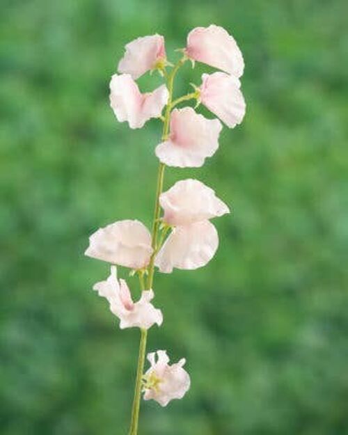 Light Pink Sweet Pea