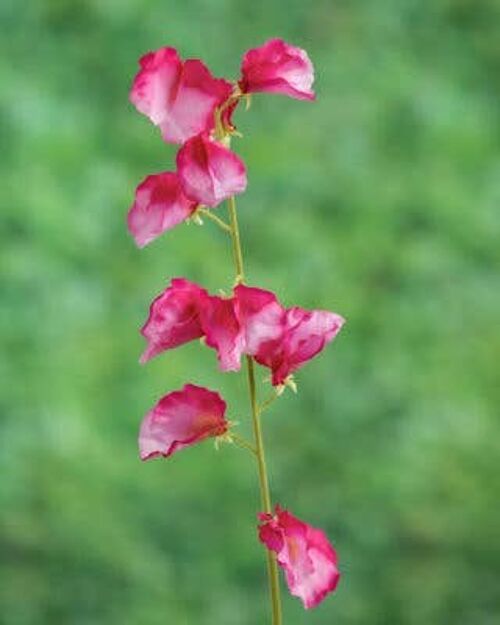 Faux Dark Pink Sweet Pea