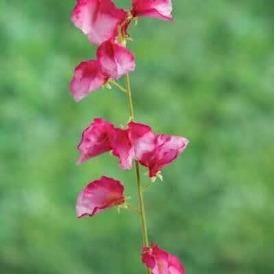 Faux Dark Pink Sweet Pea