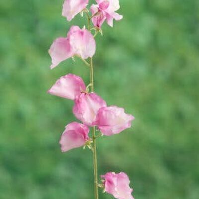 Faux Bright Pink Sweet Pea
