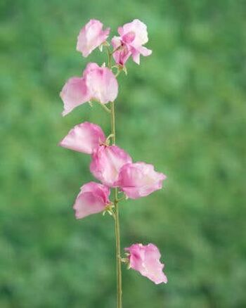 Pois de senteur rose foncé 1