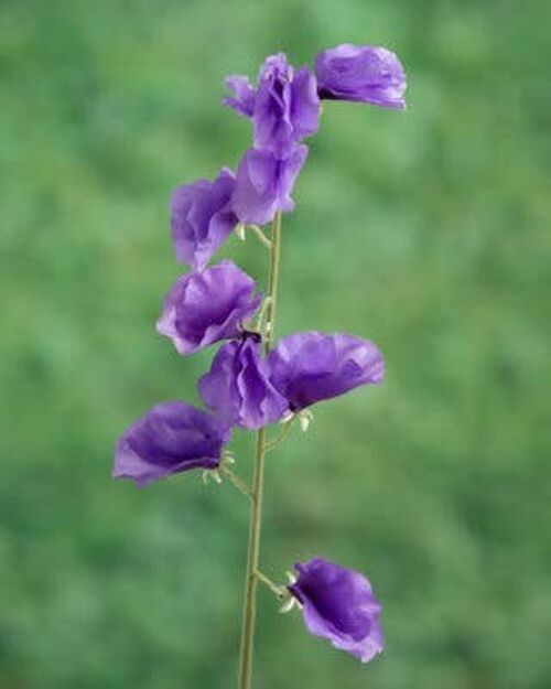 Purple Sweet Pea