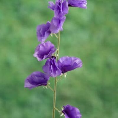 Purple Sweet Pea