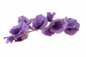 Faux pois de senteur violets 2