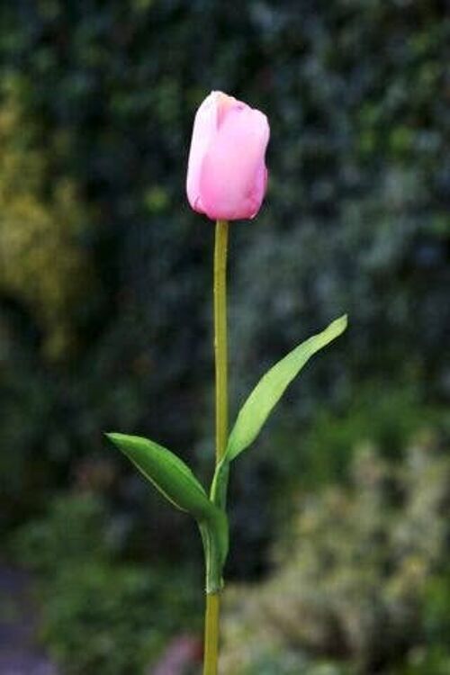 Pink Tulip