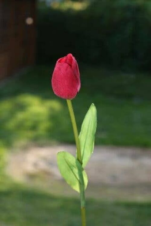 Red Tulip