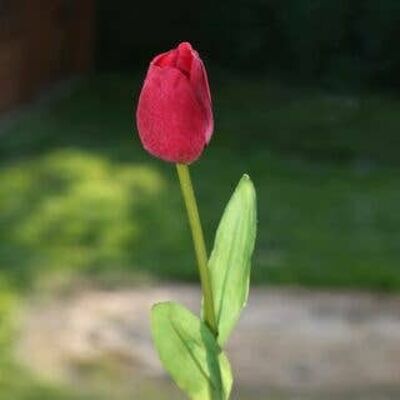 tulipán rojo