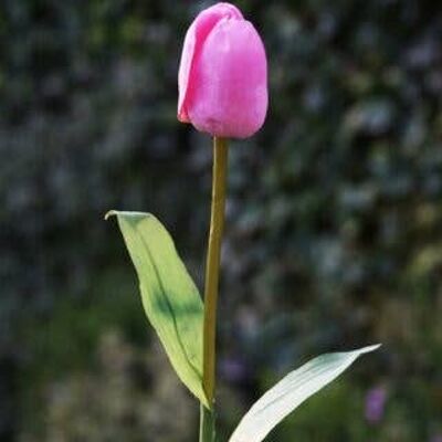 Tulipán rosa oscuro