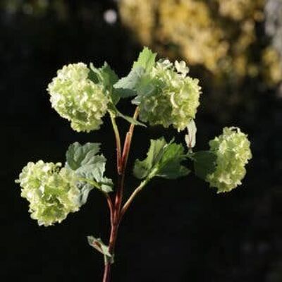 Viburnum verde pálido