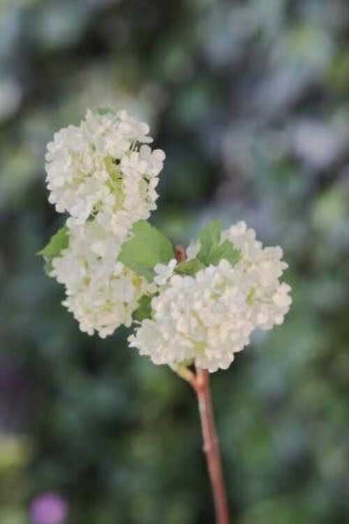 Whitish Green Viburnum