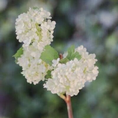 Viburnum verde blanquecino