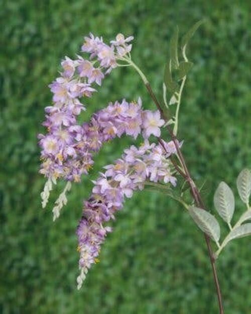 Mauve Wisteria