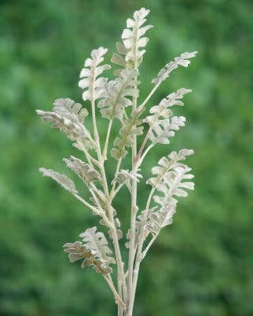 Grey/Green Fern Spray