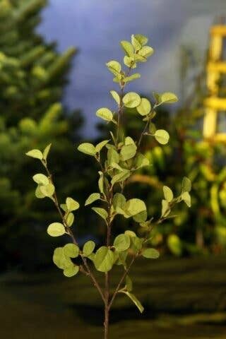 Stamm aus grüner Buche - 100 cm