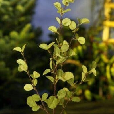 Green Beech Stem - 100cm