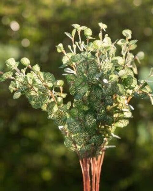 Small Leaves with Brown Stem