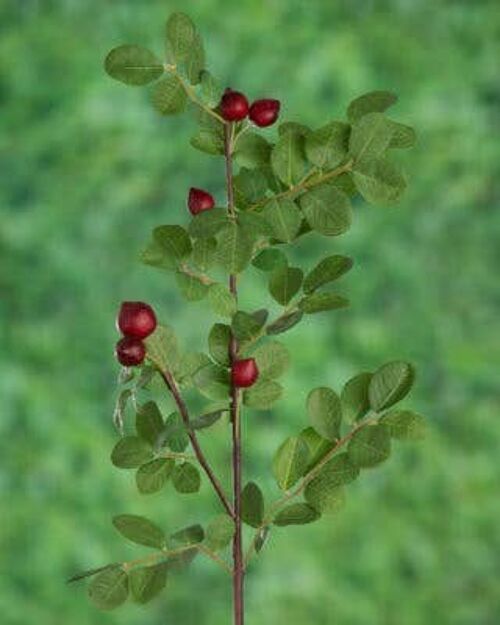 Rose Leaves with Berries