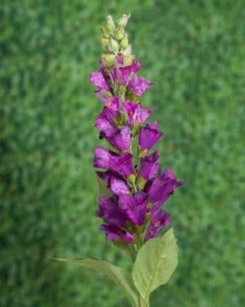 Purple Foxgloves