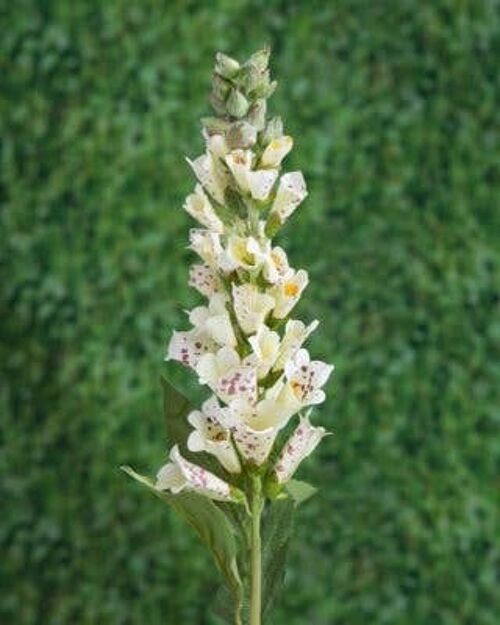 Cream Foxgloves