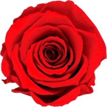 roses éternelles stabilisées en vrac 6cm, bouton de rose, saint valentin 2