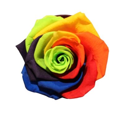 Roses éternelles multicolores stabilisées 6cm ROSE LULU, SAINT VALENTIN